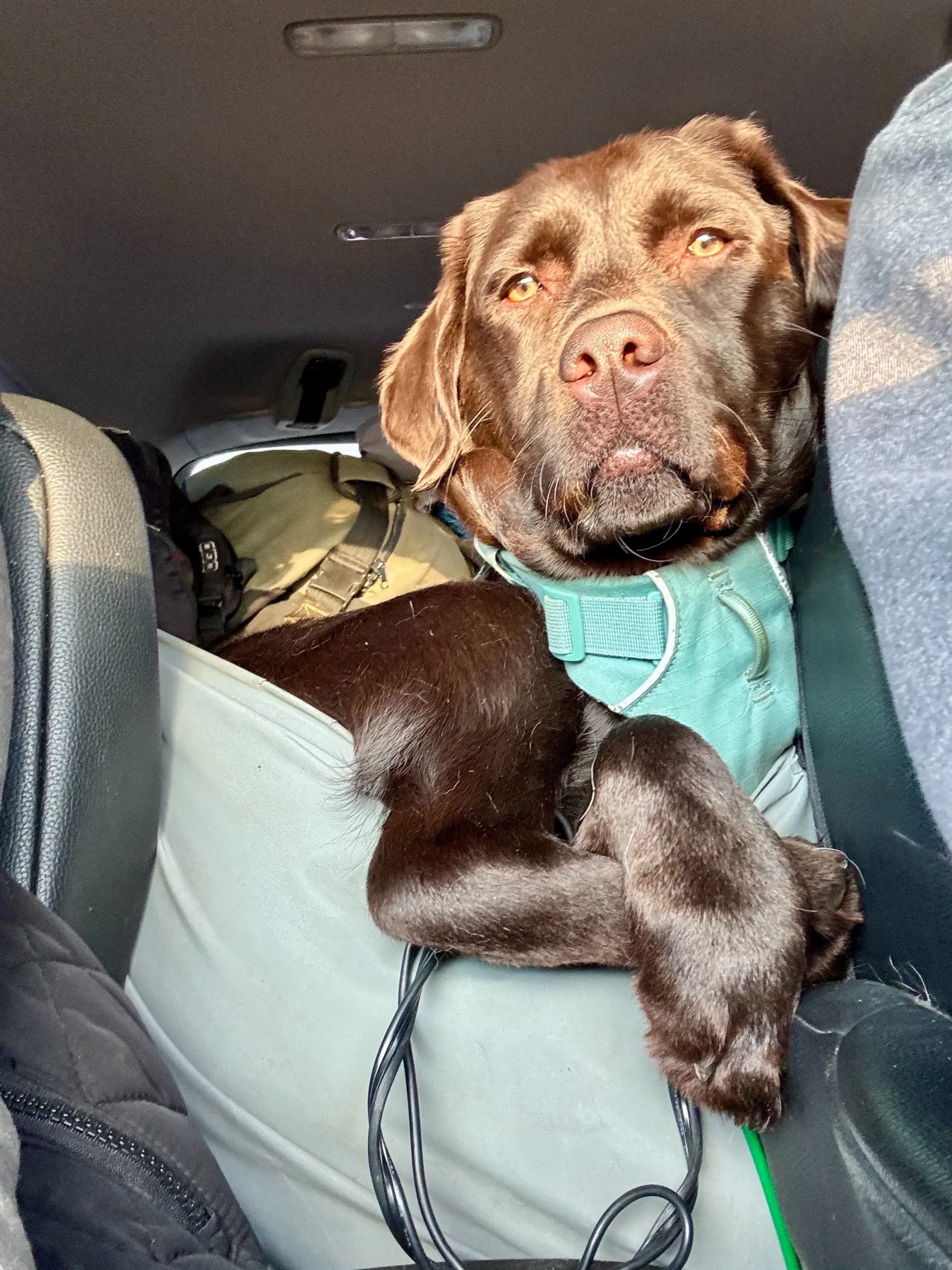 Zoey is the official co-pilot in the morning sun
