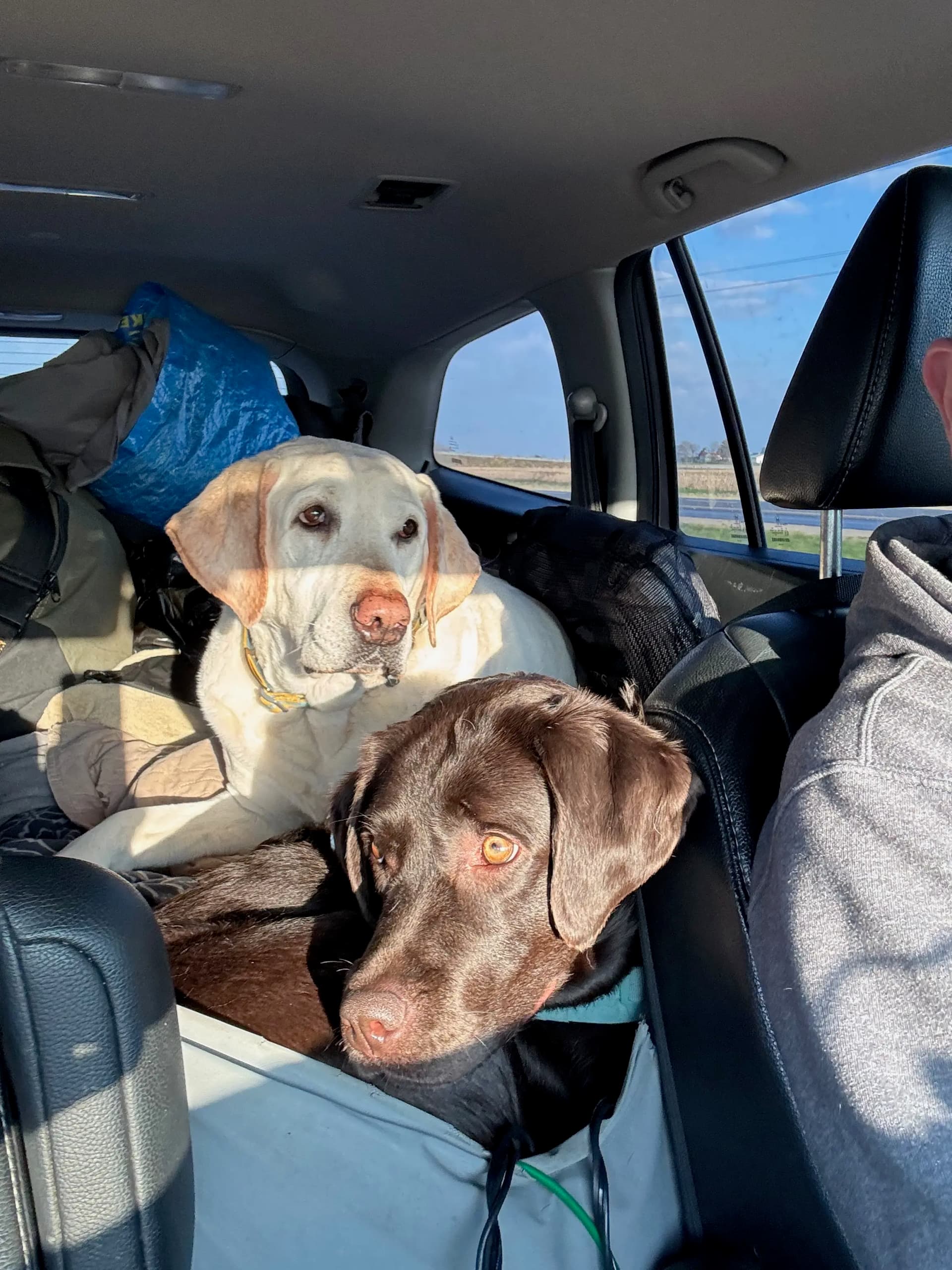 Tucker and Zoey seem attentive in the morning in Ohio exit