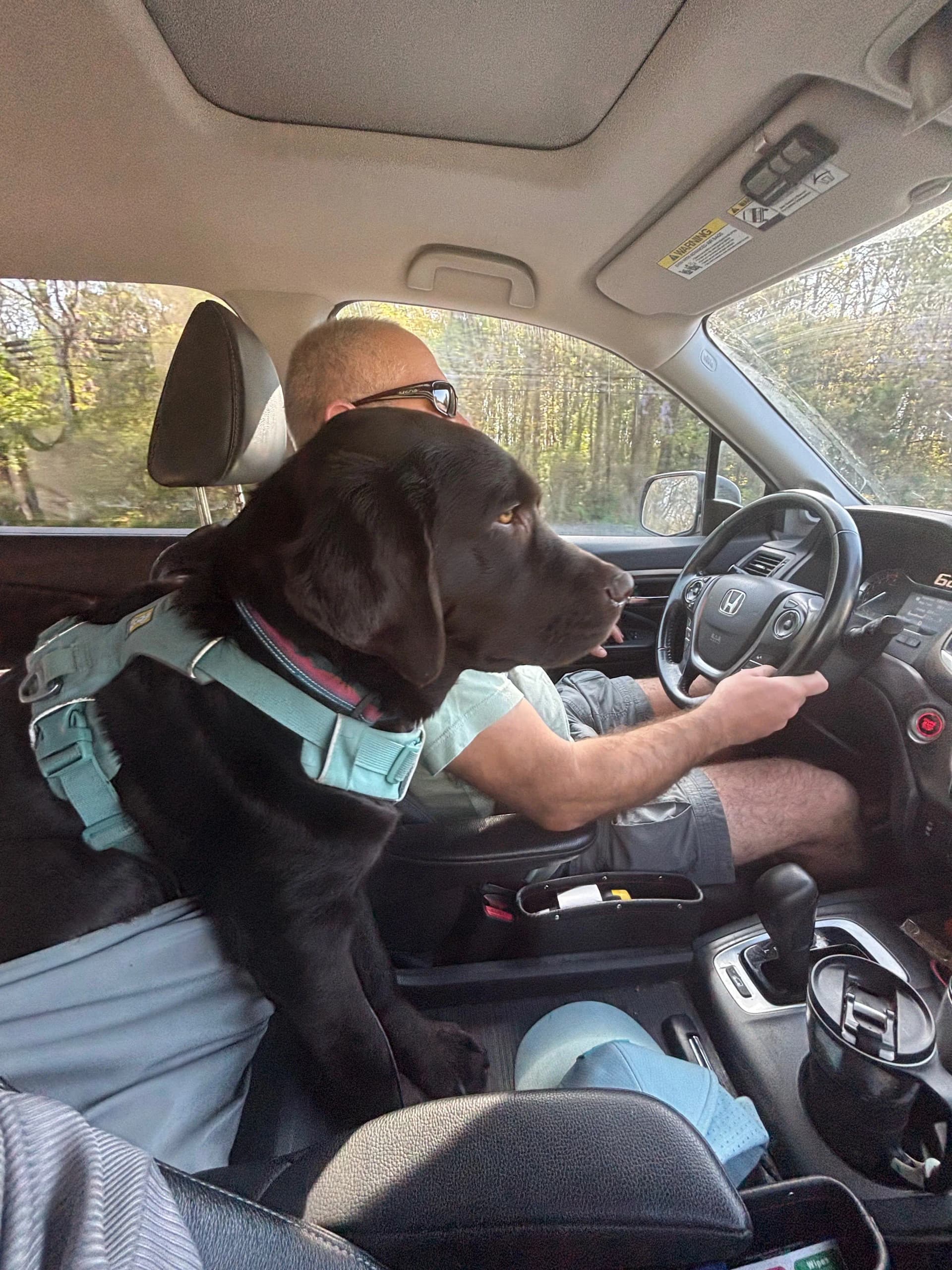 Zoey really pays attention to the road - good dog