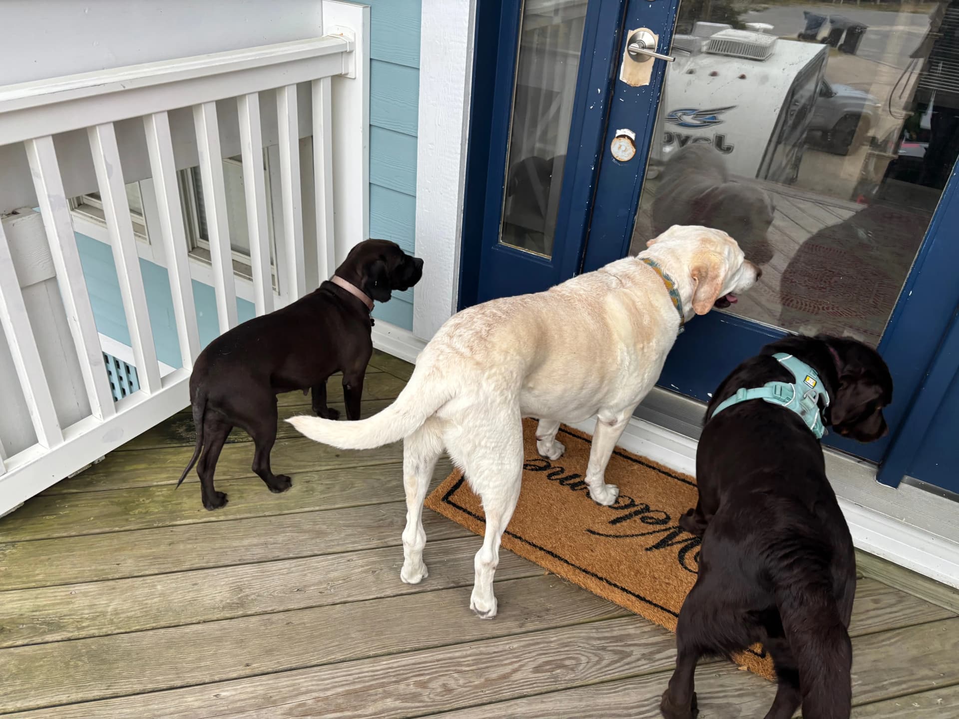 Tasha, Tucker and Zoey are wondering what is happening inside. time to come in?