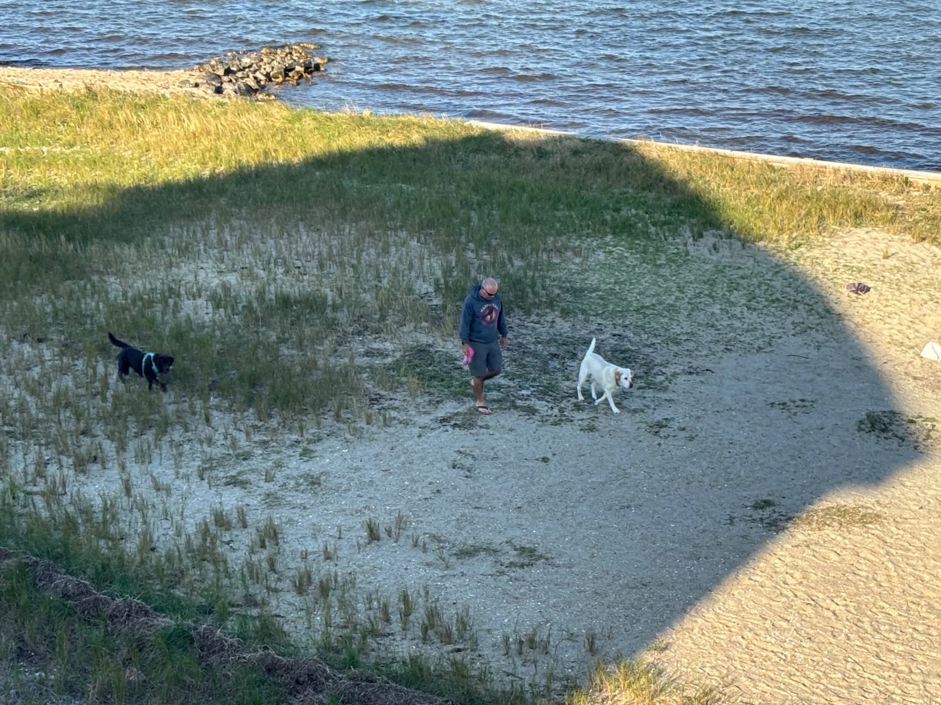 Baskin taking the dogs for a short walk
