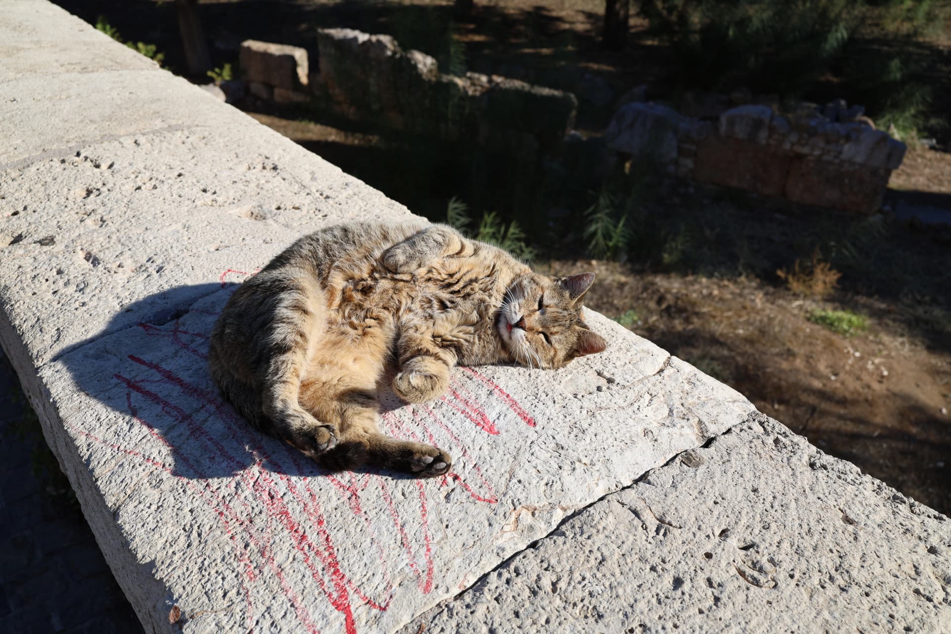 Very kitty basking in the sun