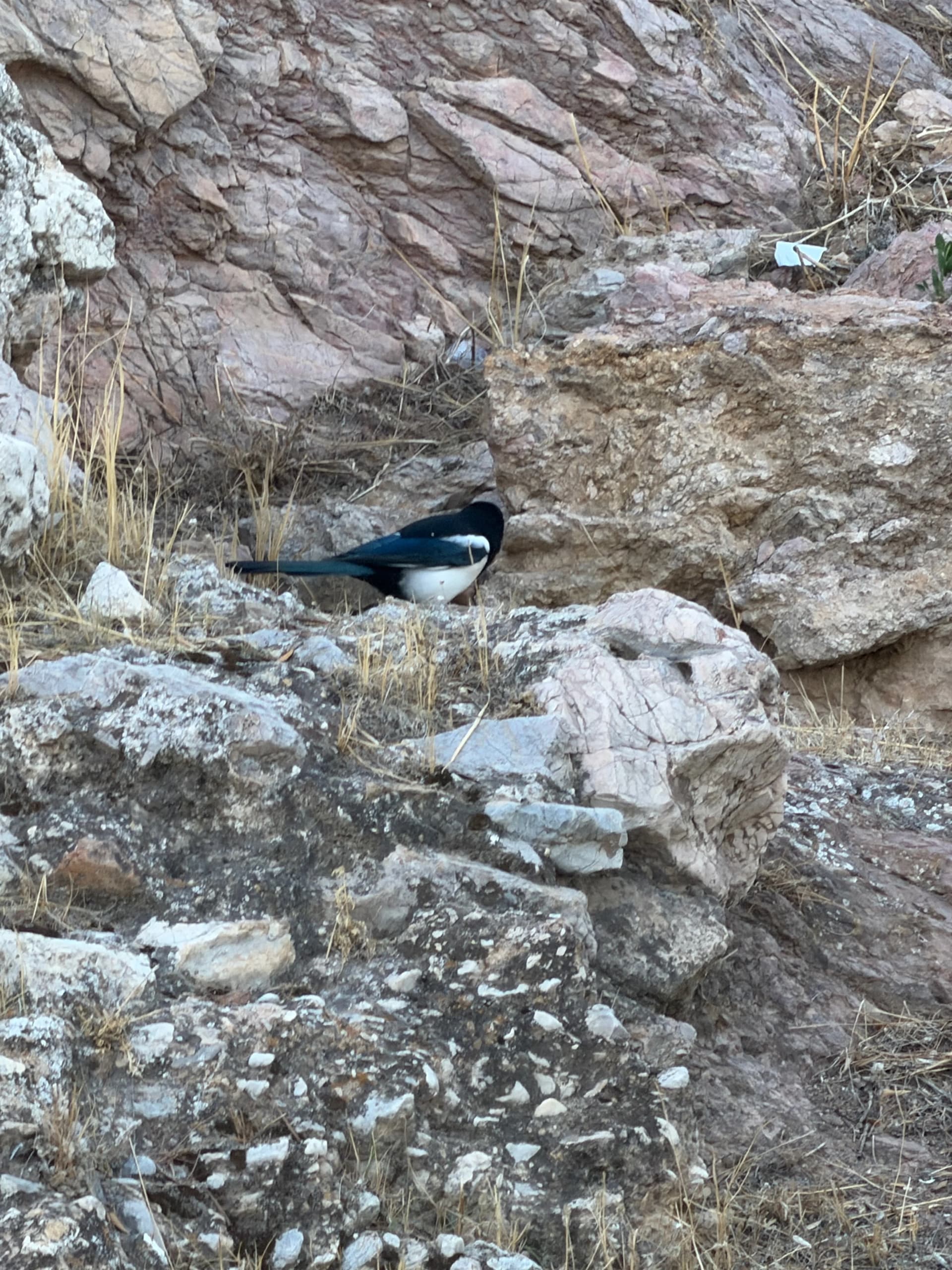 Eurasian Magpie