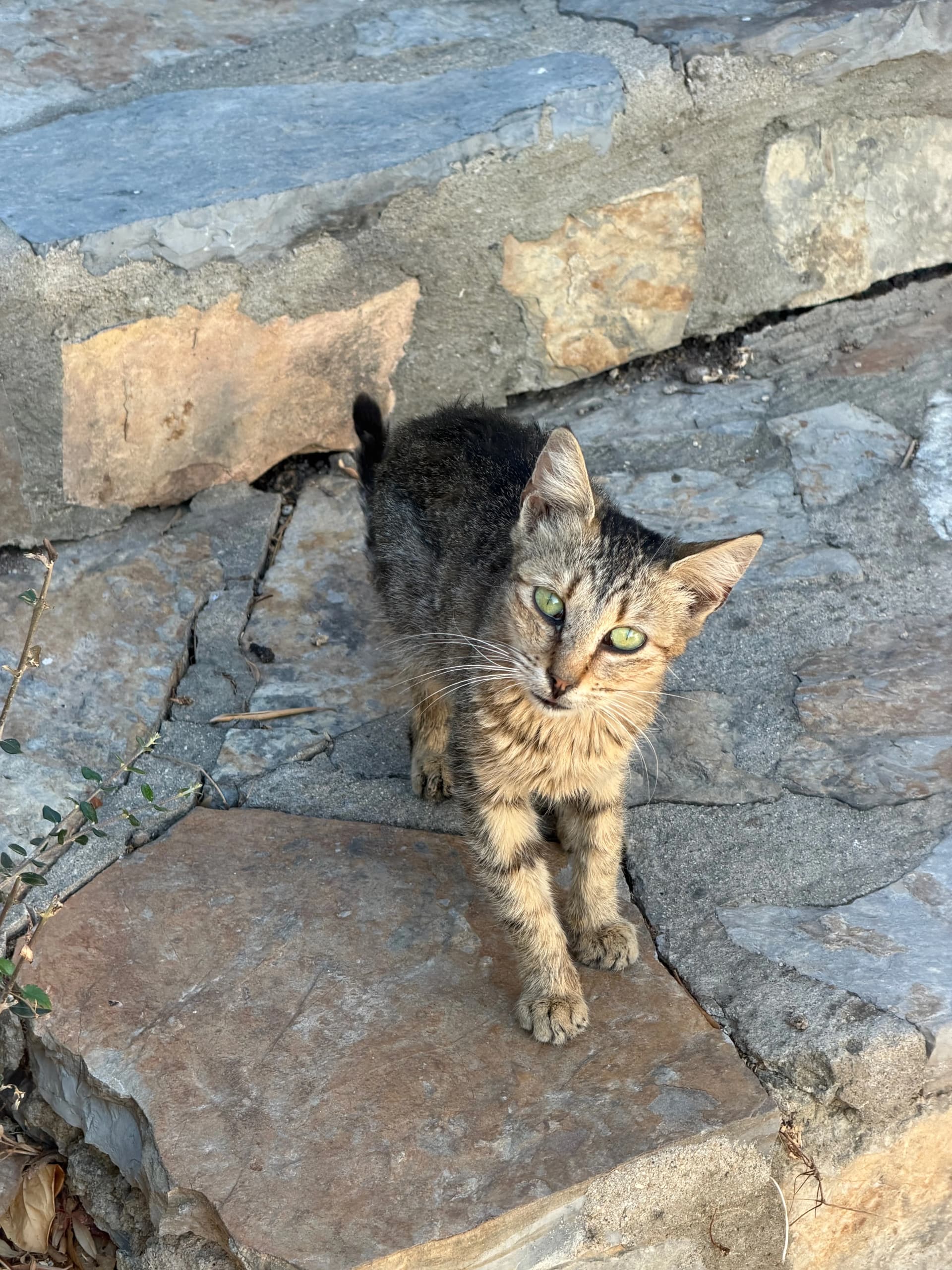 Good looking cat
