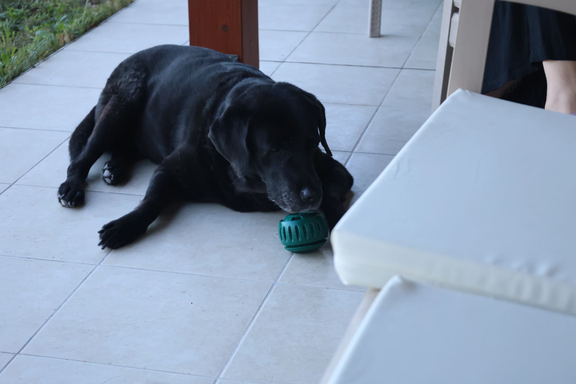 Doris with her pupsicle