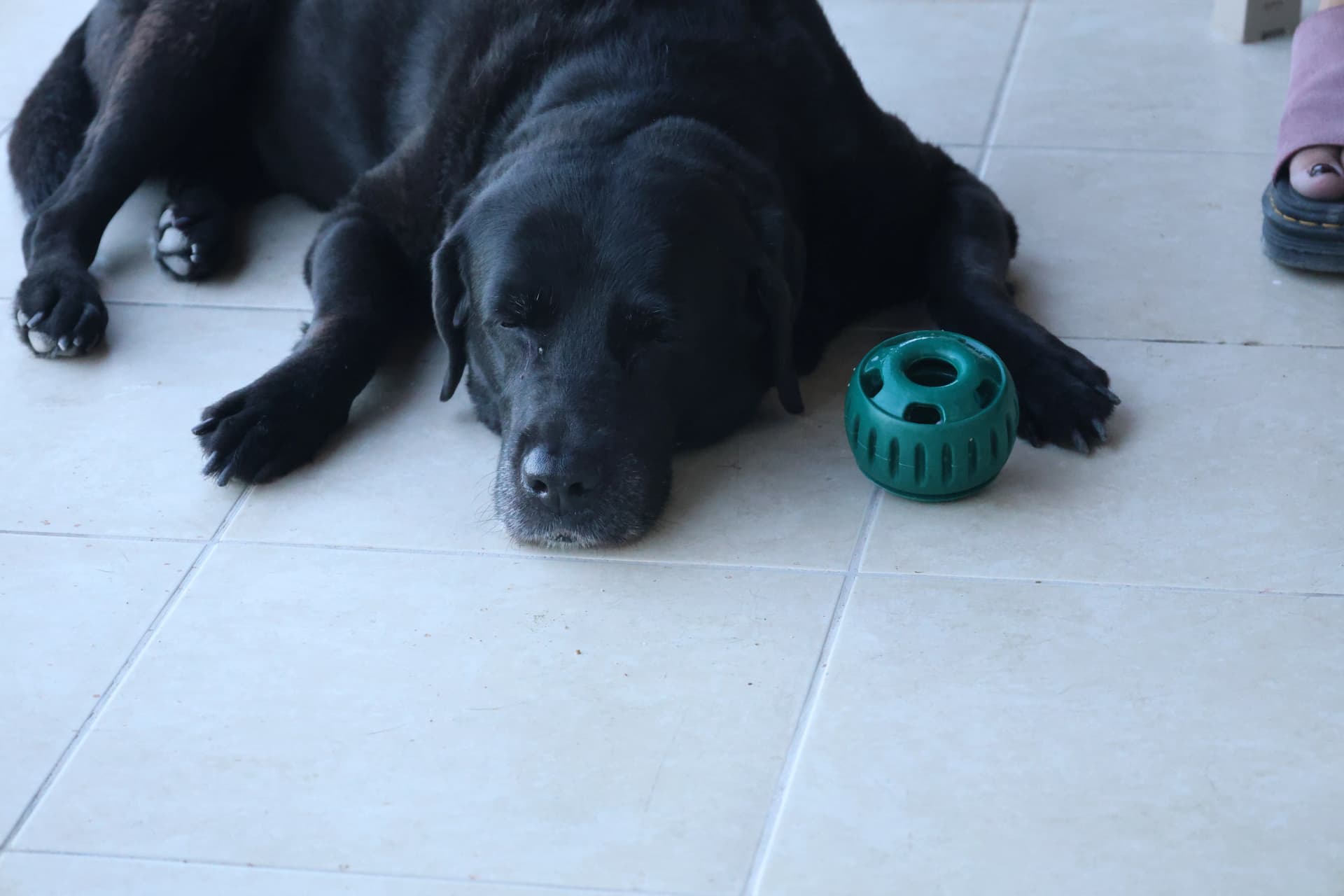 Doris with her pupsicle