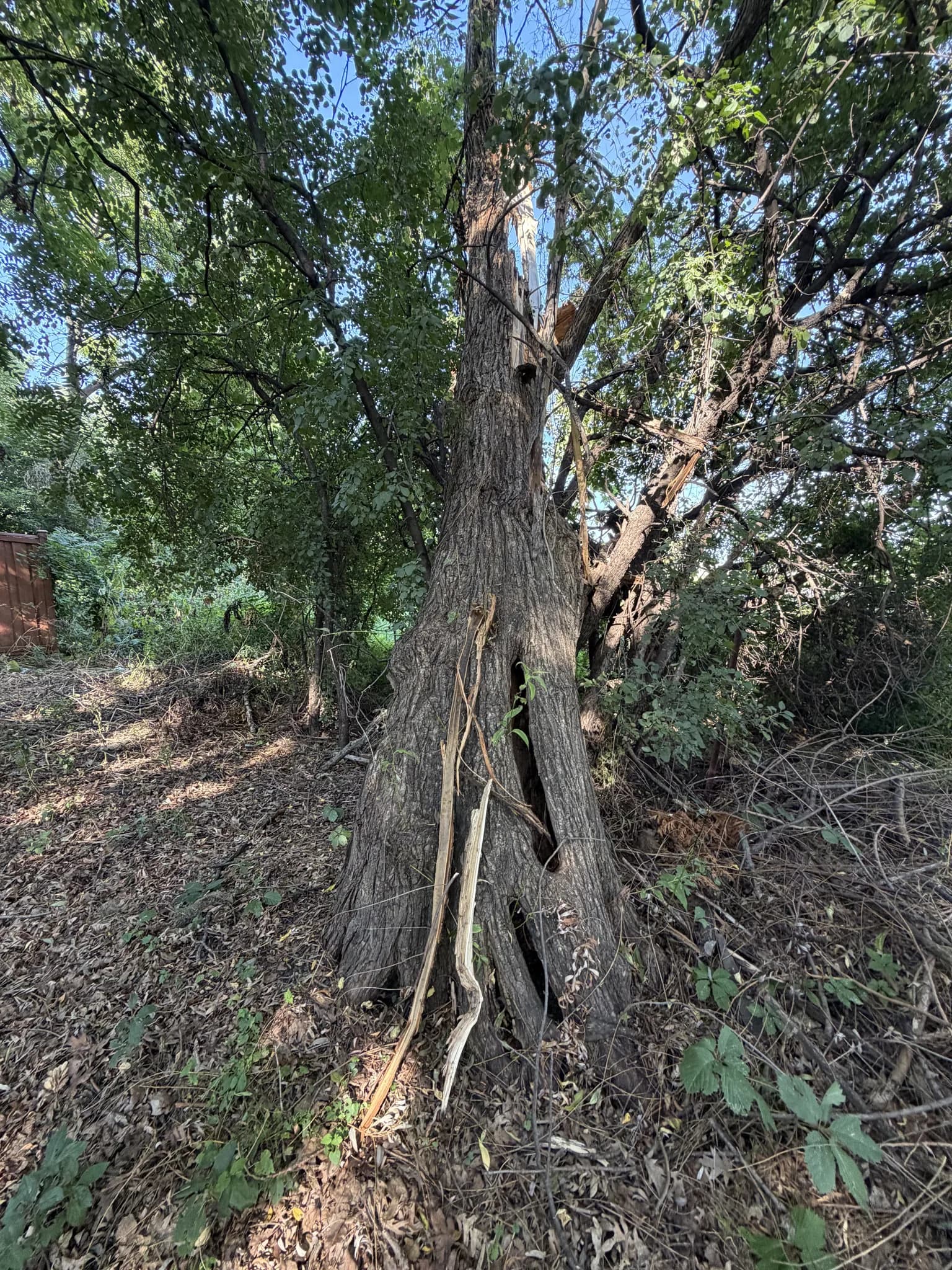 Aug 17, 16:46 Next door neighbor spotted this split tree, not sure that was the direct hit or a partial hit