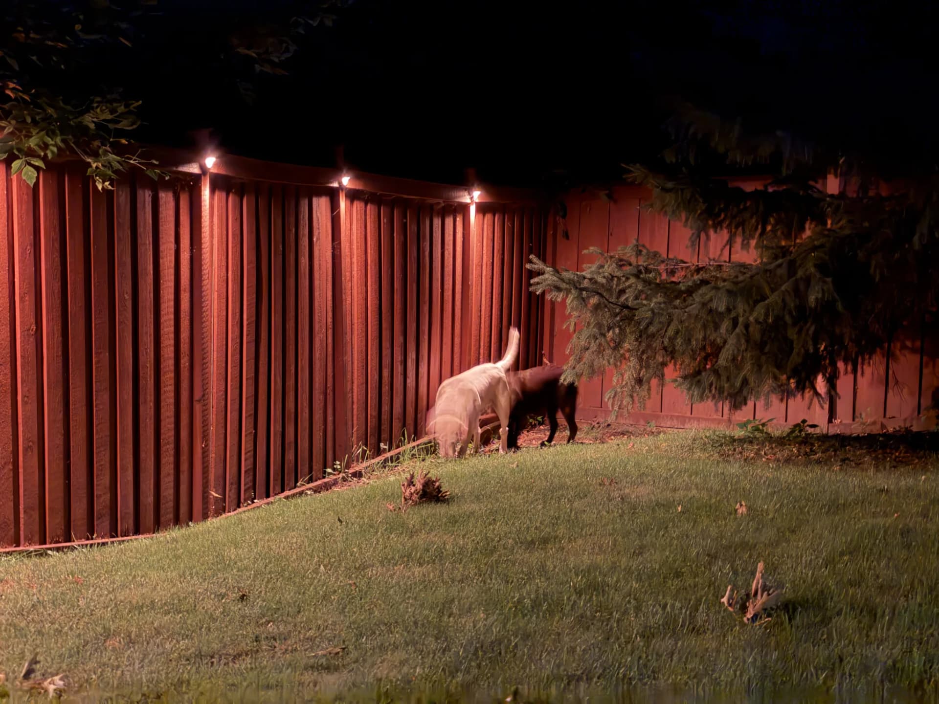 Aug 22, 22:17 Tucker and Zoey are enjoying the backyard lights