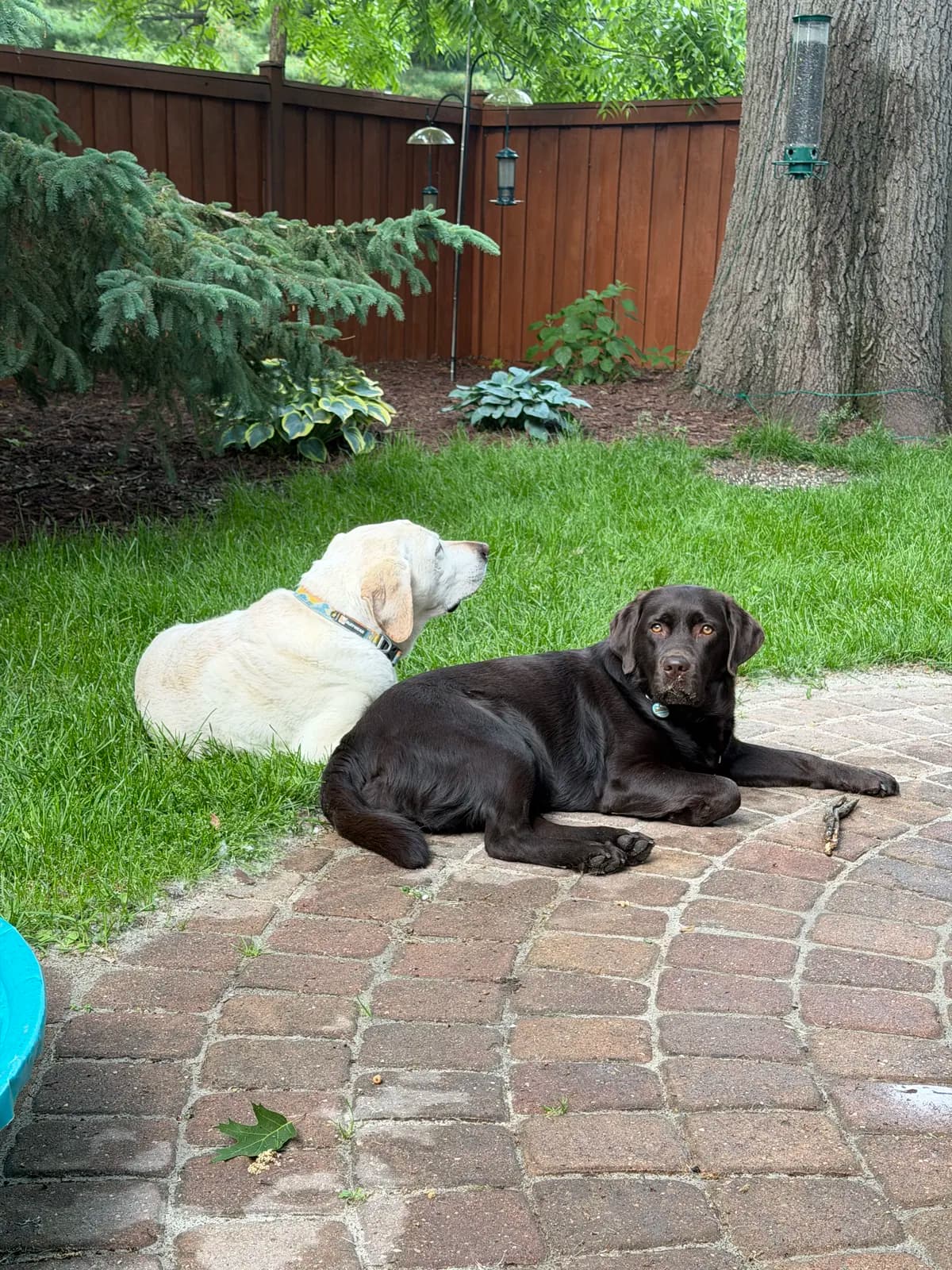 Tucker and Zoey observing